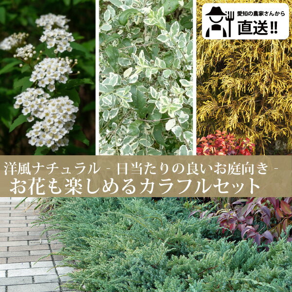 ［生産者直送］お花も楽しめる！日当たりが良いナチュラルなお庭　カラフルセットコデマリ・シルバープ..