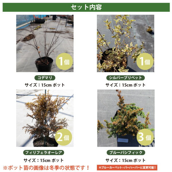 ［生産者直送］お花も楽しめる！日当たりが良いナチュラルなお庭　カラフルセット...