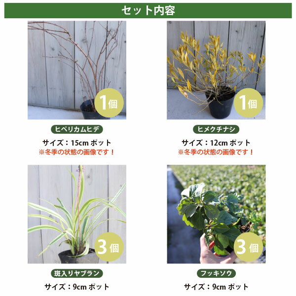 低木とグランドカバー4品種 (日向～半日陰) 計8ポットヒペリカムヒデ・ヒメクチナ...