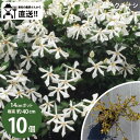 ［生産者直送］ヒメクチナシ 樹高約40cm 12cmポット 10株　4寸植木　常緑低木 植栽　コクチナシ　ガーデニア［IO］