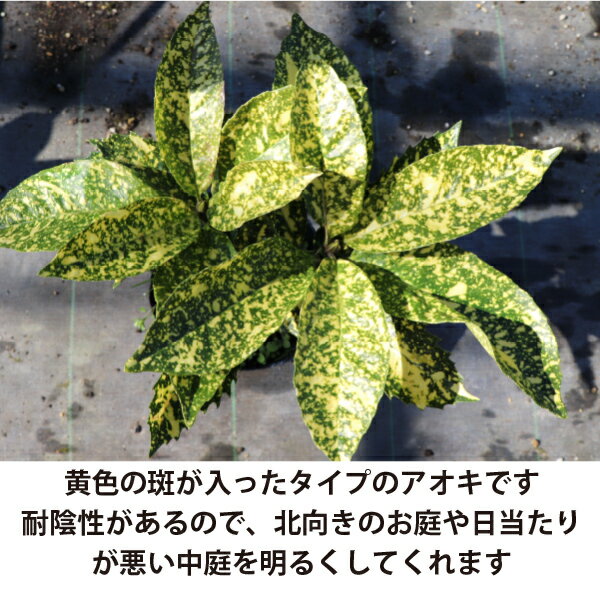 ［生産者直送］斑入りアオキ 斑入り 樹高約30cm 15cmポット アオキバ　青木　植木...
