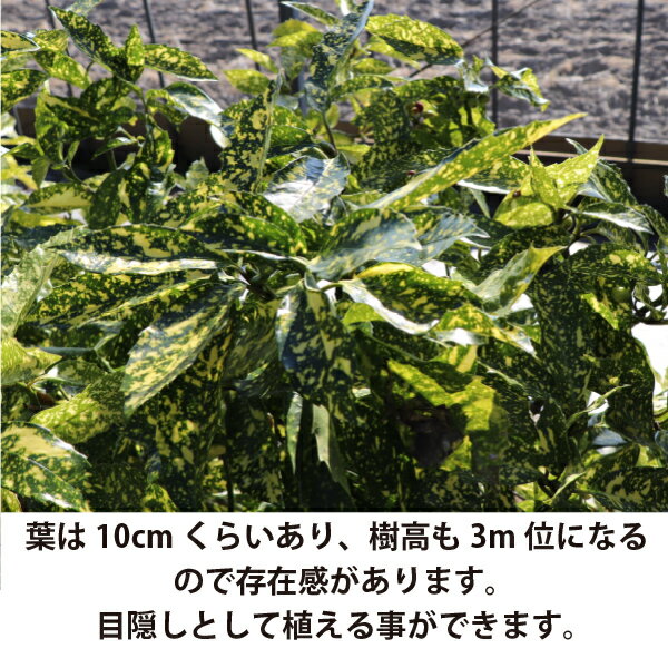 ［生産者直送］斑入りアオキ 斑入り 樹高約30cm 15cmポット アオキバ　青木　植木...
