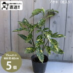 ［生産者直送］斑入りアオキ 斑入り 樹高約40cm 15cmポット 5株アオキバ　青木　植木　常緑低木 植栽　ミズキ科［IO］