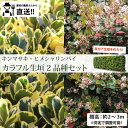 ［生産者直送］カラフルな生垣を自分で造ろう！扱いやすい低木2品種（各3ポット）セットキンマサキ・ヒメシャリンバイ　常緑 植え込み　下草［IO］