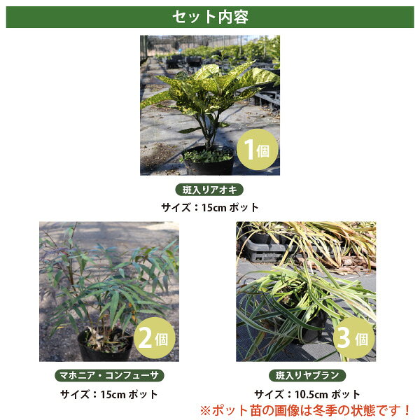 ソラニワの常緑低木3品種セット＜C＞ 計6ポット (半日陰～明るい日陰） 斑入りアオキ・マホニアコンフューサ・斑入りヤブラン 植え込み 下草 ［生産者直送］［IO］｜アングル2