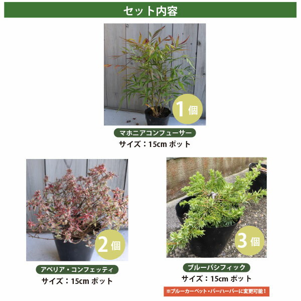 低木とグランドカバー3品種 (日向）計6ポットマホニア・アベリアコンフェッティ・...