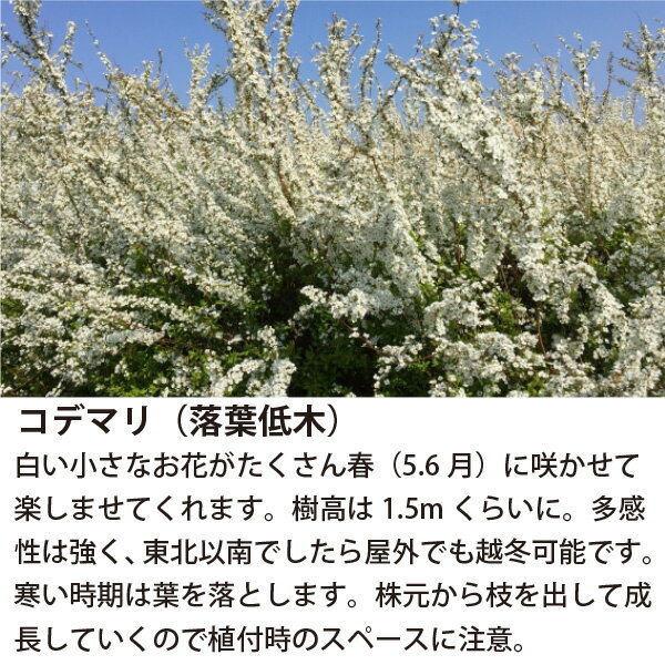 ［生産者直送］お花も楽しめる！日当たりが良いナチュラルなお庭　カラフルセット...