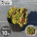 ［生産者直送］セダム　メキシコマンネングサ　9cmポット 10個グランドカバー 植栽　［IO］