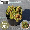 ［生産者直送］セダム　メキシコマンネングサ　9cmポット 20個グランドカバー 植栽　［IO］