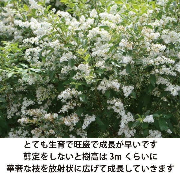 ［生産者直送］シルバープリペット 樹高約30cm 15cmポット 垣根　生け垣　植木　常...