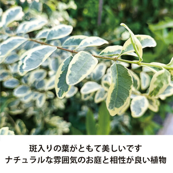 ［生産者直送］シルバープリペット 樹高約30cm 15cmポット 垣根　生け垣　植木　常...