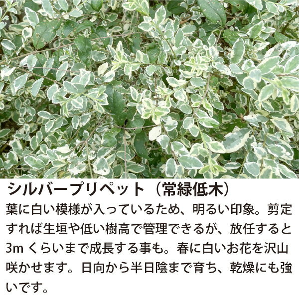 ［生産者直送］日当たりが良いナチュラルなお庭　基本のセットシルバープリペット...