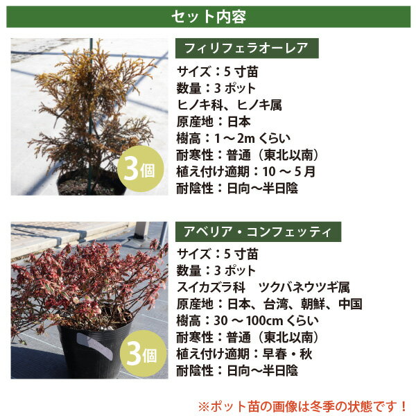 生け垣に最適 低木2品種 各3ポット (洋風の常緑低木）アベリアコンフェッティ・フ...