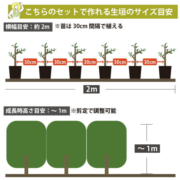 生け垣に最適 低木2品種 各3ポット (洋風の常緑低木）アベリアコンフェッティ・フ...