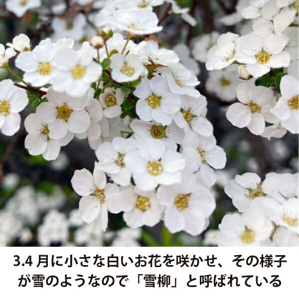 ［生産者直送］ユキヤナギ 樹高約30cm 15cmポット シモツケ　雪柳　植木　落葉低木...