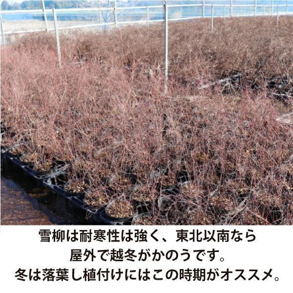 ［生産者直送］ユキヤナギ 樹高約30cm 15cmポット シモツケ　雪柳　植木　落葉低木...