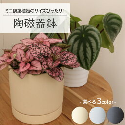 ［ミニ観葉植物の苗 購入者限定！］陶器鉢　受け皿付　鉢底穴　おしゃれ　インテリアグリーン　植木鉢　カワイイ　室内　屋内［ina］