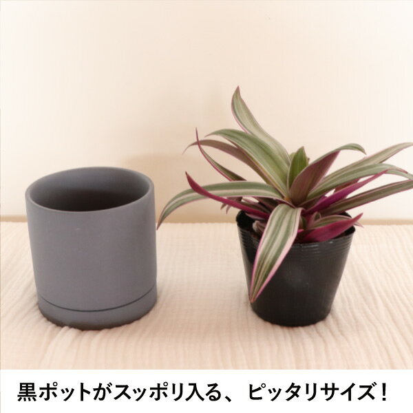 [オプション商品]***ミニ観葉植物の苗 購入者限定*** 陶器鉢 受け皿付 鉢底穴 おしゃれ インテリアグリーン 植木鉢 カワイイ 室内 屋内[ina] [2]