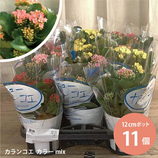 カランコエ Mix ミックス 多肉植物 観葉植物 苗 11個セット (4号 12cmポット) [H]