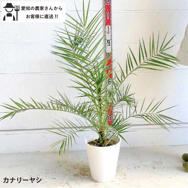 楽天市場】カナリーヤシ(花・ガーデン・DIY)の通販 楽天市場】カナリーヤシ(花・ガーデン・DIY)の通販