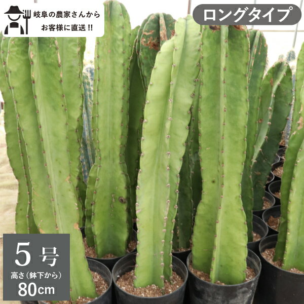 柱サボテン　鬼面閣（キメンカク）　ロングタイプ（鉢下から80cm）　5号鉢　新築祝い 大型　インテリア　おしゃれ　引っ越し祝い　鉢植え　お洒落　個性的　ロックガーデン　ドライガーデン　クレイストカクタス［G］