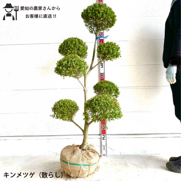 楽天市場】3M(種類(植物)イロハモミジ)(植木|ガーデニング 楽天市場】3M(種類(植物)イロハモミジ)(植木|ガーデニング
