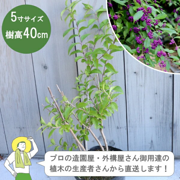 ［生産者直送］コムラサキ 樹高約30-40cm 15cmポット 3株垣根　生け垣　植木　落葉低木 植栽　［IO］