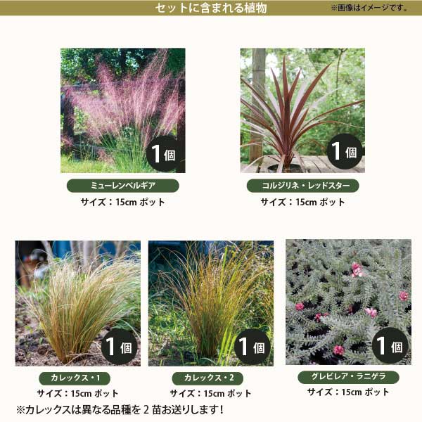 ［個性的な品種］植えるだけでお洒落な個性的な草姿のお庭セット 5品種 5苗セット 15cmポット苗 大苗　 常緑 庭 宿根草 多年草 生産者直送 玄関前 [GM] 2