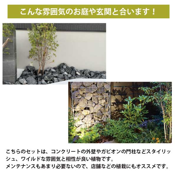 ［個性的な品種］植えるだけでお洒落な個性的な草姿のお庭セット 5品種 5苗セット 15cmポット苗 大苗　 常緑 庭 宿根草 多年草 生産者直送 玄関前 [GM] 3