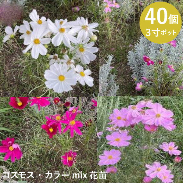 花苗 コスモス カラーミックス 40個 (3寸) 先着150名にまくだけ肥料付! セット 秋桜 ソナタ　ケース販売　秋の花［敬老の日ギフト対応］花苗　まとめ買い　お得　全国送料無料　休耕地　大量 [H]