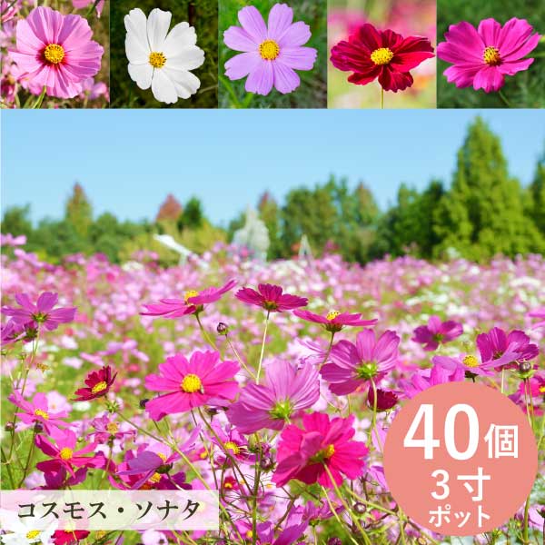 ［9月中下旬までの限定発送］ 花苗 コスモス カラーミックス 40個 (3号) 多花性 セット 秋桜 ソナタ ケース販売 秋の花［敬老の日ギフト対応］花苗 まとめ買い お得 全国送料無料 休耕地 大量 [H]