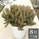 ユーフォルビア 紅彩閣 エノプラ 8号 大株 観葉植物　室内　新築祝い オフィスにも　大型　多肉　おしゃれ　引っ越し祝い　鉢植え　 農場直送 敬老の日　ギフト　柱タイプ　 珍奇植物 珍奇 珍しい [G]