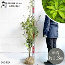 ［生産者直送］クロモジ　樹高約1.3m　送料無料　植木　庭木　落葉低木　紅葉　苗木　シンボルツリー　人気　植栽［t］