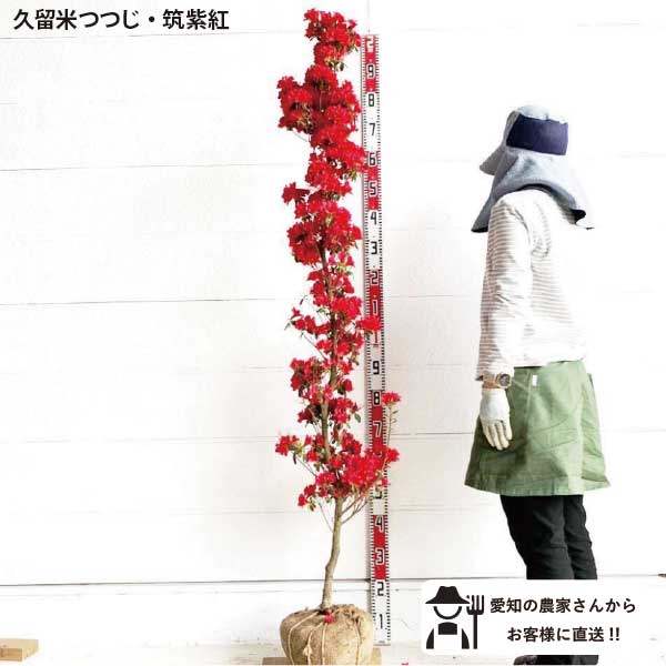 Rakuten - ［生産者直送］久留米ツツジ　樹高約1.8m　送料無料　植木クルメツツジ　　庭木　常緑低木　苗木　シンボルツリー　人気　植栽［t］
