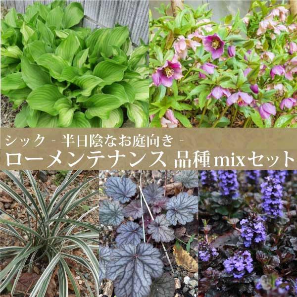 ホソバギボウシ (細葉擬宝珠　多年草) 10.5p 10本 グランドカバー　下草　雑草予防