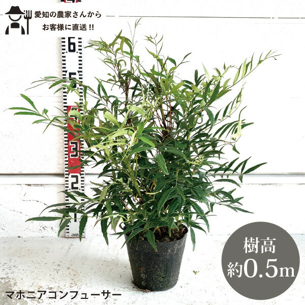 ľϥޥۥ˥ ե塼50cm̵ڡڡڡ ȭ͵ڡʥҥҥ饮ʥƥtokita