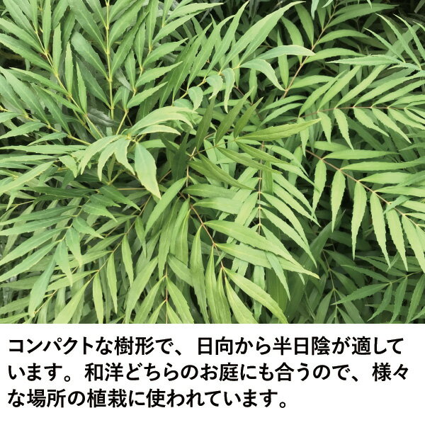 ［生産者直送］マホニア コンフューサー　樹高約50cm　送料無料　庭木　苗木　青木...