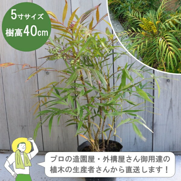 楽天市場】マホニアコンフューサ(高さ(植物)~ 70.9cm)の通販 楽天市場】マホニアコンフューサ(高さ(植物)~ 70.9cm)の通販
