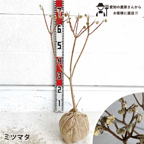 ［生産者直送］ミツマタ 樹高約0.6m　送料無料　庭木　苗木　シンボルツリー 植え込み　人気　落葉低木［t］