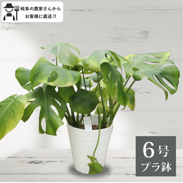 モンステラ　セラロング 6号鉢　観葉植物　室内　新築祝い 大型　インテリア　おしゃれ　引っ越し祝い　鉢植え　 農場直送 定番　苗　丈夫 [G]