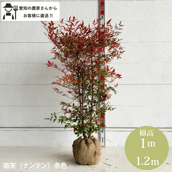 ［生産者直送］南天 ナンテン 赤色 根巻き 樹高約100～120cm 常緑低木 送料無料 庭木 苗木 生け垣 和風 紅葉［t］