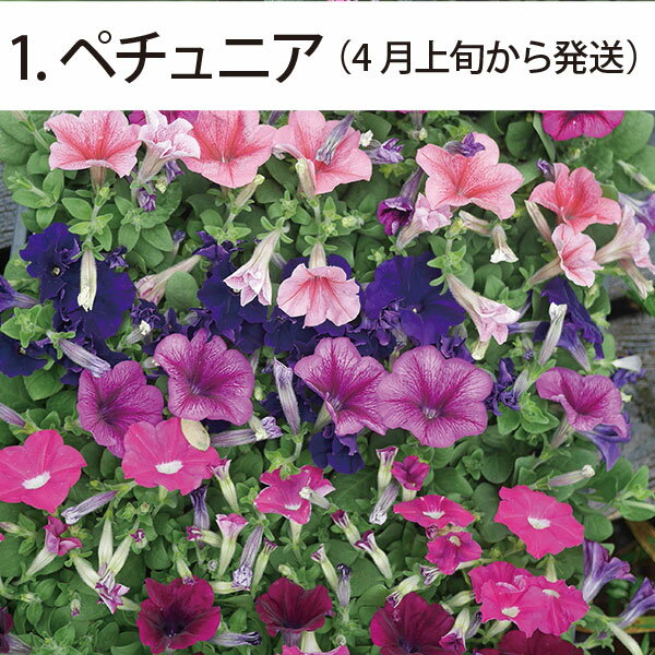 選べる 花苗 送料無料 人気の春夏の花苗6品種　2セット（80ポット）(3寸 3号 9cmポット) 日日草 インパチェンス マリーゴールド ペンタス アメリカンブルー ポーチュラカ まとめ買い お得 お買い得 花壇 地植え 鉢植え 初心者　父の日