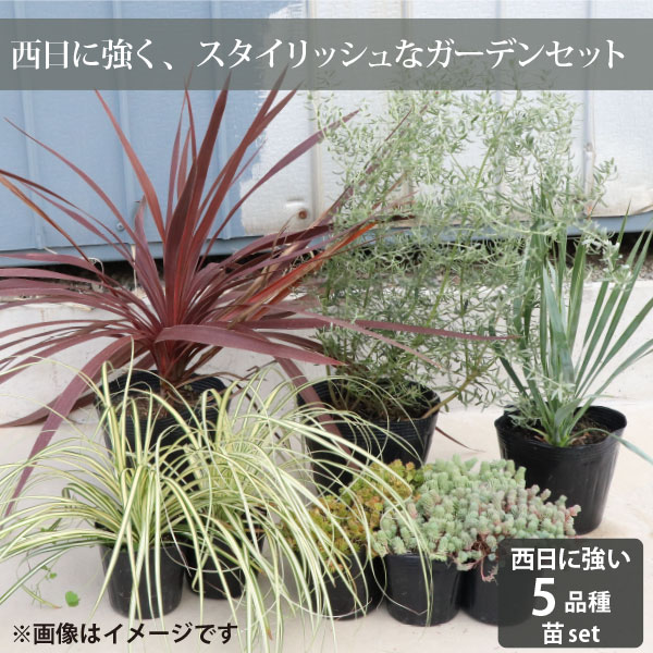 （ビオトープ）水辺植物　お米の苗　古代米　神丹穂（カンニホ）3号（1ポット）観賞用稲　自由研究【HLS_DU】