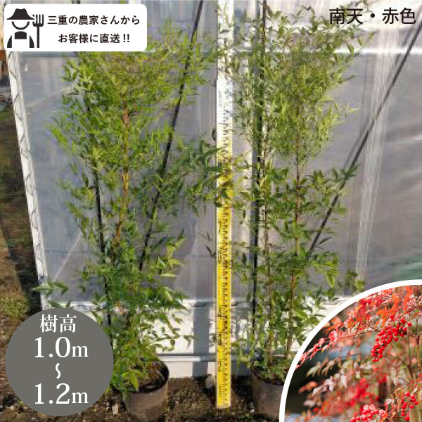 ※三重県の農家さんから直接お客様にお届けいたします。 ※写真はイメージであり、生育状況により形や色等が実際の商品とは異なる場合がございます。ご了承いただけますようお願いいたします。 ※ご注文を受けてから、生産者さんに在庫を確認するため、 在...