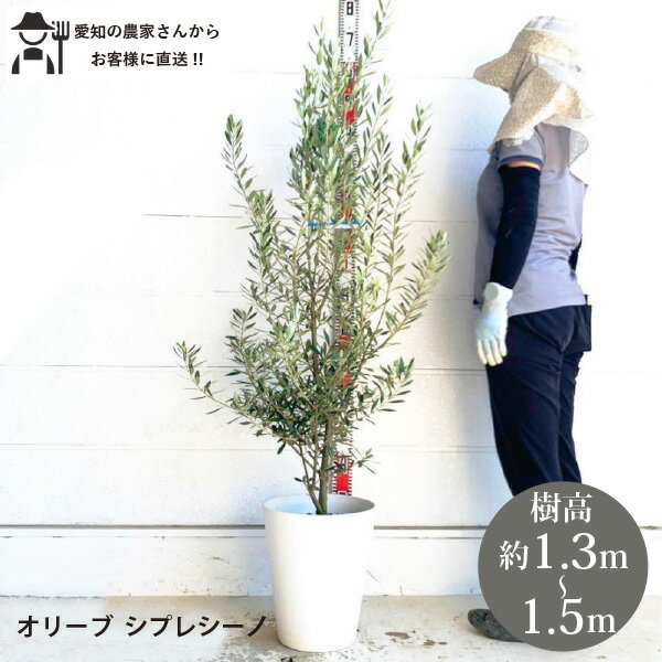 オリーブ　シプレシーノ　高さ約1.5m 鉢底から 樹形もきれい　2 オリーブ シプレシーノ 高さ約1.5m 鉢底から 樹形もきれい 2 オリーブ
