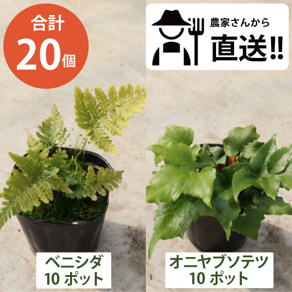 ソテツ ［2品種のシダ植物が楽しめる！］オニヤブソテツ・ベニシダ　各10ポット　無農薬 合計20個　シダ 苗 (3号 9cmポット) 常緑 日陰 シェードガーデン日当たりが悪い 北向き 多年草 和風 生産者直送 まとめ買い 外構 庭 玄関 アプローチ エクステリア セルフ