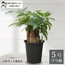 パキラ(3本立ち)5号鉢 プラ鉢 観葉植物 室内 新築祝い オフィスにも 農場直送 インテリア お祝い プレゼント 初心者 お世話 人気 定番 育てやすい 開...