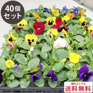 春まで楽しめる！パンジー 花苗 カラーミックス 40個 セット (3号 9cmポット) 一年草　冬 まとめ買い 40株 色 おまかせ ケース販売 冬の花苗ガーデン ギフト 花壇 大量 お得 セット ハンギング パンジー苗 パンジーの苗 [H]