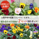 ［2/23 09:00迄のご注文で今季終了］ パンジーとビオラ　2セットでお得 先着150名にまくだけ肥料付! 花苗 送料無料 人気の秋冬の花苗4品種　2セット（80ポット）(3寸 3号 9cmポット) 冬の花壇 冬 春まで 市場 直送 地植え 鉢植え 初心者 [H]