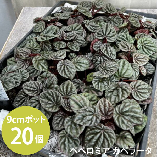 ペペロミア　カペラータ 苗　20個セット (3寸 3号 9cmポット) 　レッド　観葉植物　カラーリーフ　全国送料無料　室内　育てやすい　ちぢみ [H]